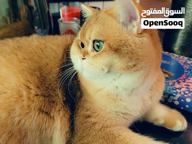 برتيش قولدny12 للبيع