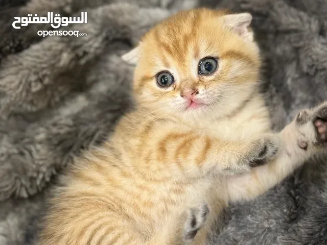 ذكرين سكوتش و بريتش جولد عمر 55 يوم