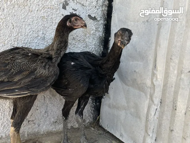 ‏متاح فرختين بناديق أذناب مستواهن الصلاة على النبي للبيع او للبدل علا طيورالموقع عجلون قرية سفينه