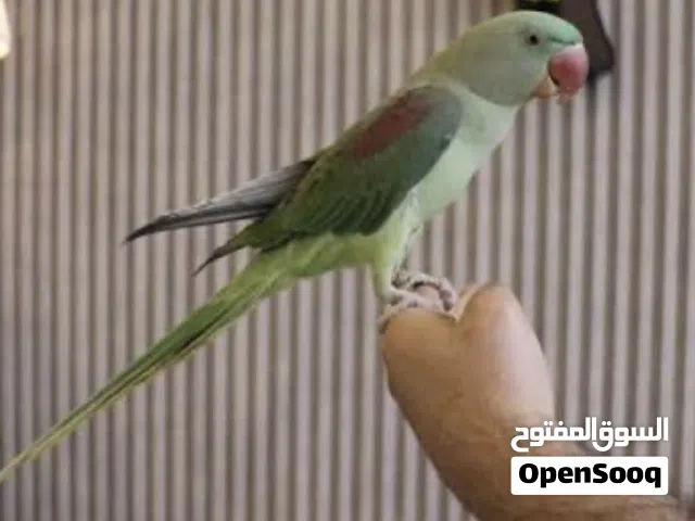 مطلوب ببغاء نيبالي بصحة ممتازة ب 65 ريال بشرط يكون أليف