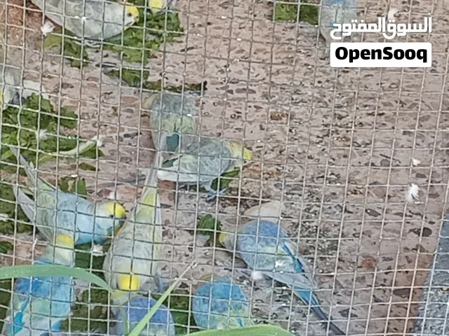 كوبيات ريمبو اغلبها منتجة البيع جملة فقط الطرف على 60دينار غير قابل للنقاش،