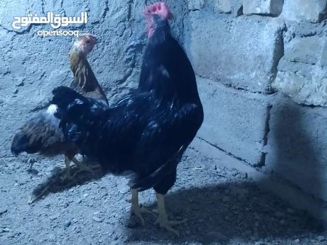دجاج عرب كلمن وسعره