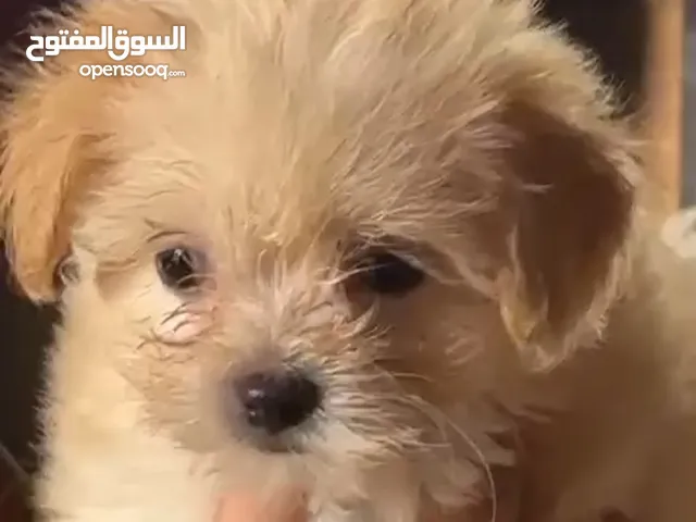 كلاب شيتزو بيور ومش بيكبرو الاب والام بيور و كمان نضاف جداً تربية بيت في ألوان كتير