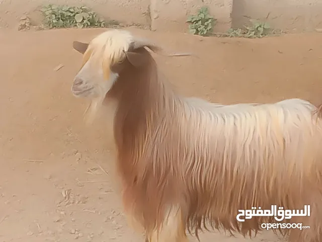 تيس عماني رحبي فحل عمره سنتين ونص تقريبا يصلح للإنتاج