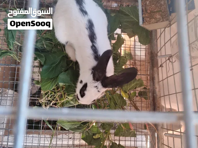 ارانب للبيع بابيون