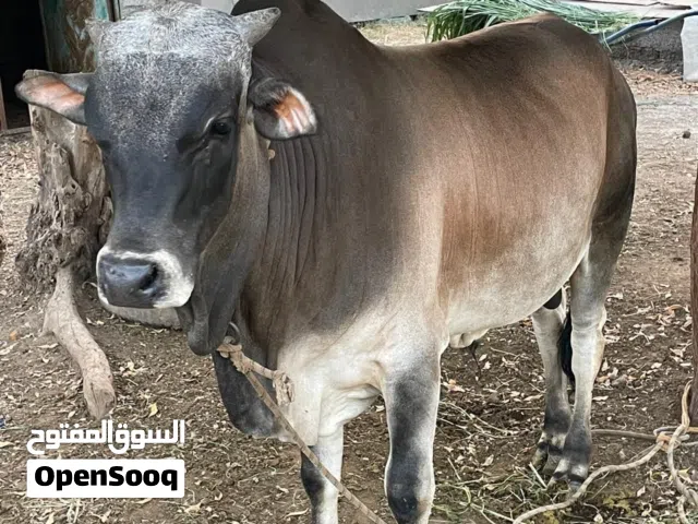 عجل سنتين +