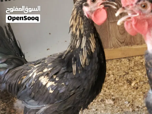 داج عرب ابو ركيبه