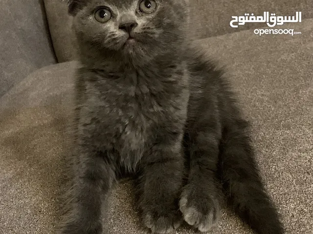 سكوتش فولد بلو هير (ذكر)
