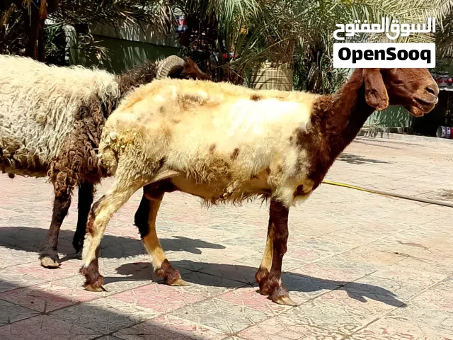 جعد 2+كبش + حملة حمراء
