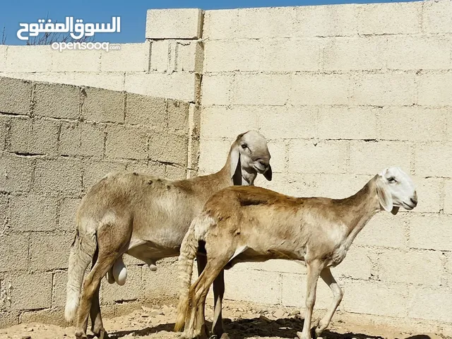 كبش وحمله سودانيات بيور