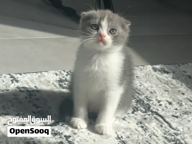 قطة فولد اثني للبيع