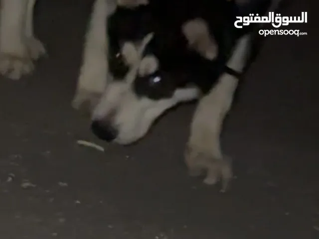 كلب هاسكي عمر 6 شهور مدلال