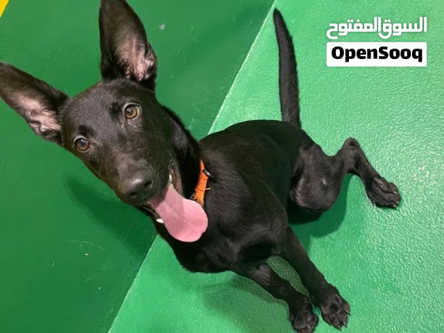 Dutch shepherd male dog 5 month old