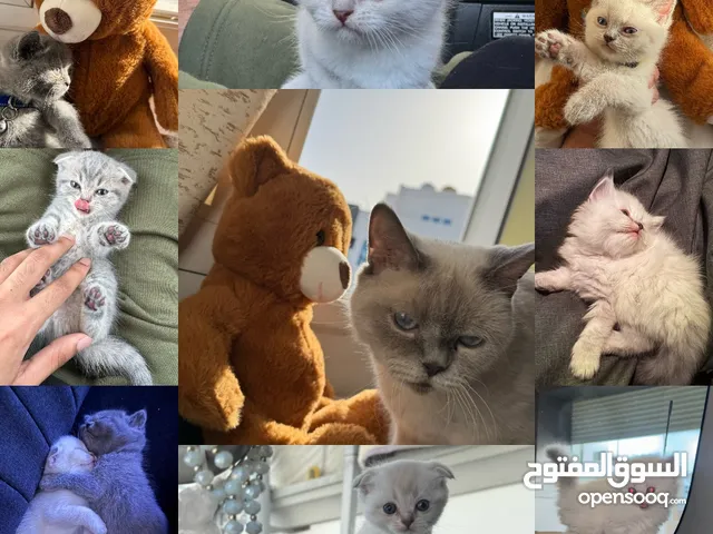 kittens for sale British blue pointبريتش بلو بوينت للبيع