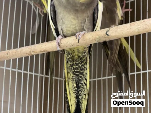 طيور الكوكتيل