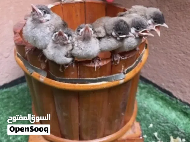 بلابيل بحريني اصلي