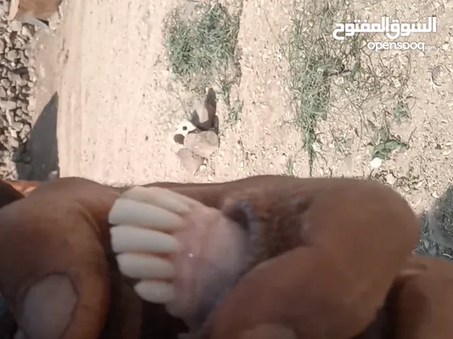 عنز لحم وحليب قطعه وشكل ولون صلاة النبي عنز من حظ الي يغناها