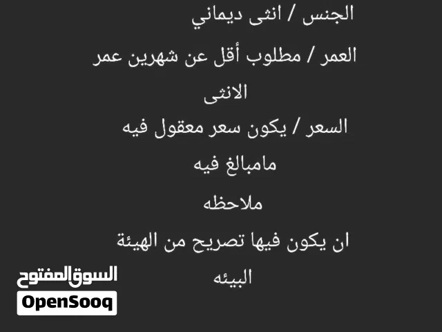 مطلووووب غزال انثى