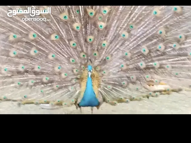 للبيع فحل طاووس فقط فحل واحد للبيع