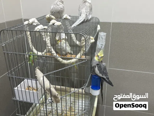 زوج كروان للبيع