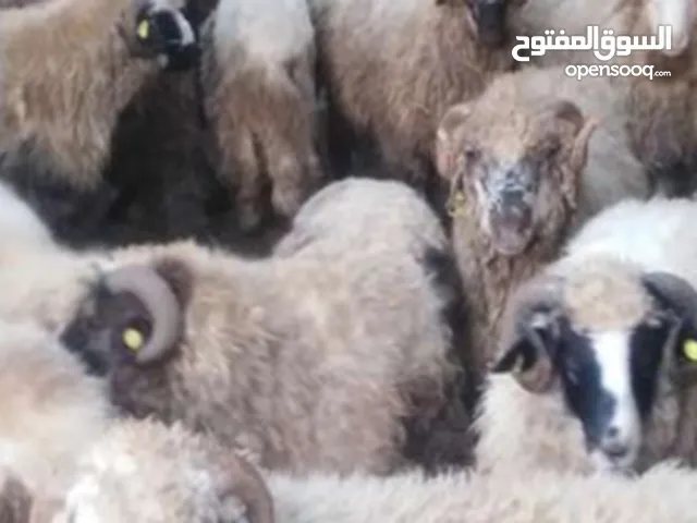 جزار لذبح الاضاحي في المنزل في عمان