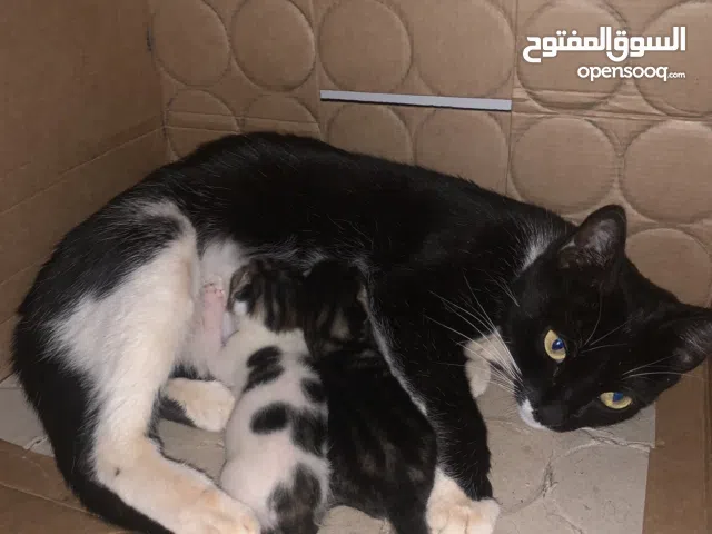 قط مميز وجميل ونظيف