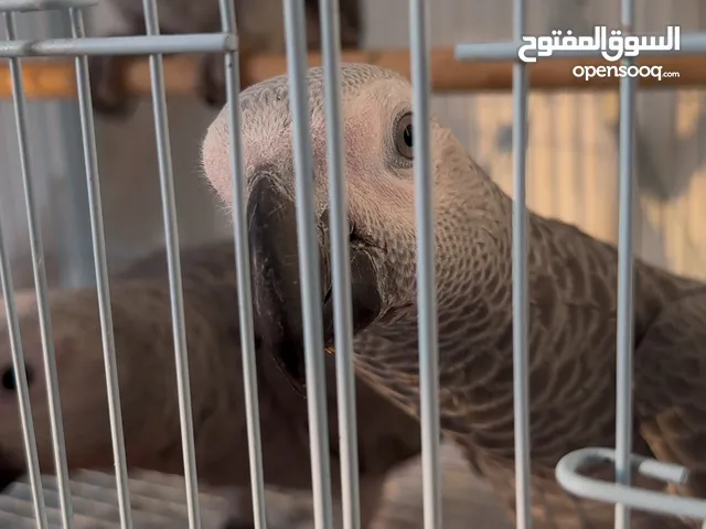 فروخ كاسكو ومكاو أحجام سوبر جامبو جاهزين للتدريب ويقبلوا الغر