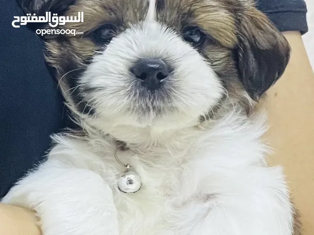 Mini Shi Tzu Puppy - trained & so smart