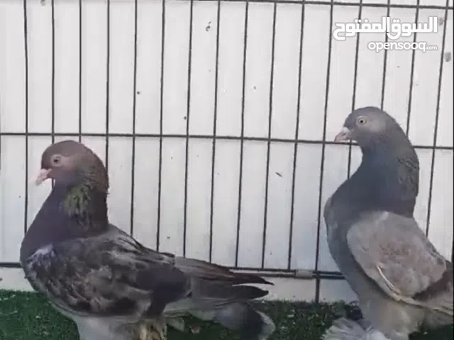 كوبيا هزاز منتجه للبيع