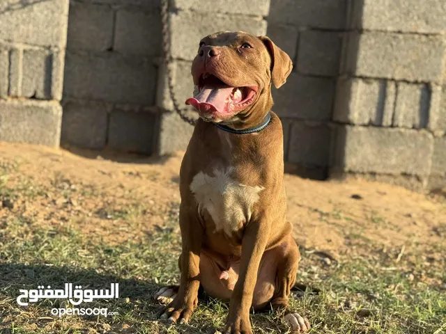 ادكر بيبتول للبيع