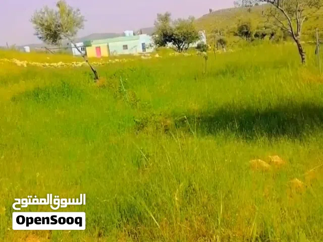 Farm Land for Sale in Mafraq Um Batima