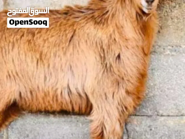 للبيع جدي سمين