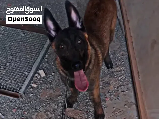 جرو مالينوا عمر 6شهور