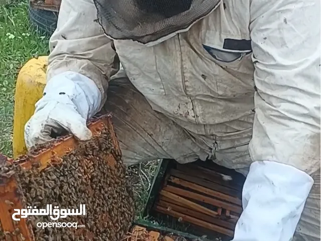 نحل للبيع خلايا نحل للبيع
