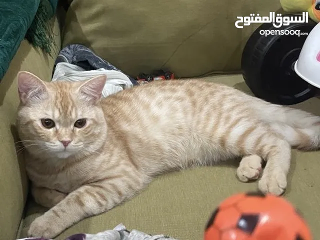 للتبني قط ذكر بريتش ستريت