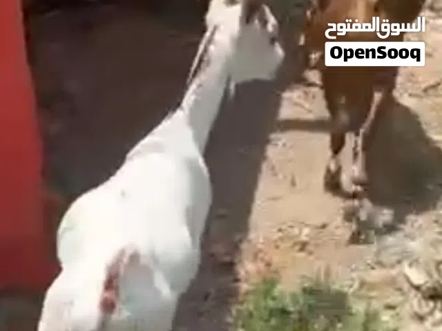تيوس صلاالي  ماشاءالله