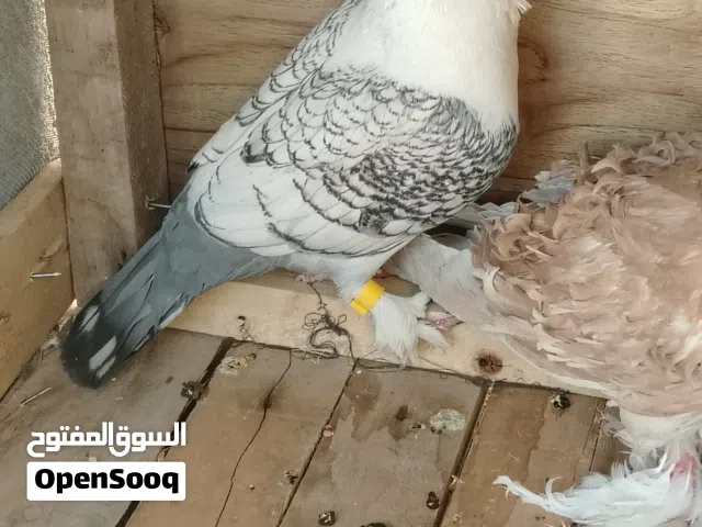 طير حب الرمان ماعرفه نثيه لو فحل صاحي السعر 10 قفل مكاني دور الشىرطه