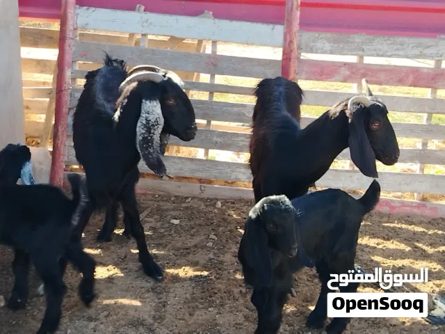 زوز معزات فراديات تحتهم زوز جديان ذكور راويات ربي يبارك سنهم رباع وبرقو سداس الفر موضح في الصور المك