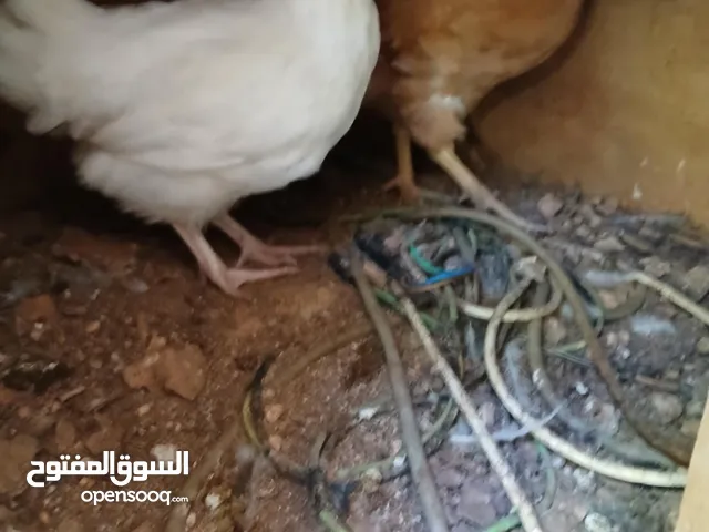 جاج لوهمن للبيع
