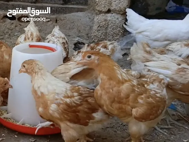 فراخ لوهمان براون عمر 3 اشهر الحبه ب3 دناينر