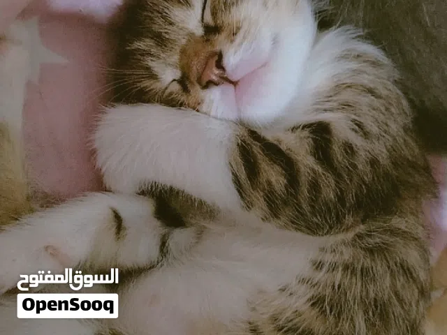 قطط ل التبني