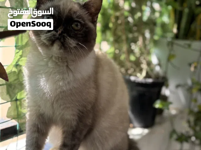 قطة مكس هيمالايا و سكوتش