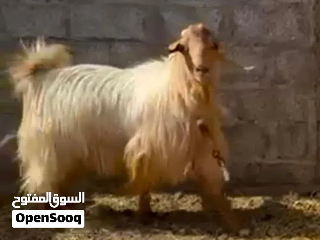 تيس عماني مطعوم فول سمنه