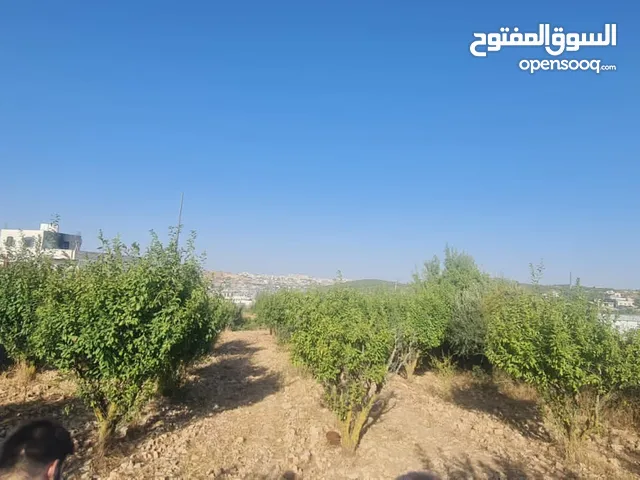 Mixed Use Land for Sale in Hebron Beit Ummar