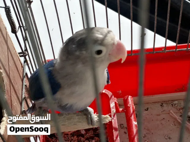 انثاية فيشر للبيع