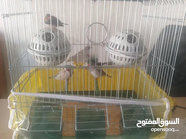 عصافير الجنه للبيع