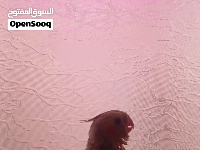كوكتيل للبيع نص ترويض بعمر 5 الي 6 اسابيع كوكتيل ربي يبارك وقت الماكلة تناديه يجيك يطير