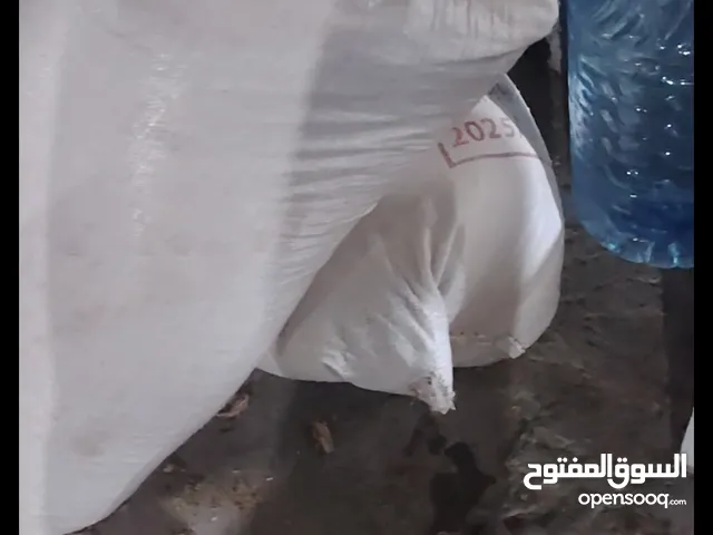 حنطه للبيع2كيس