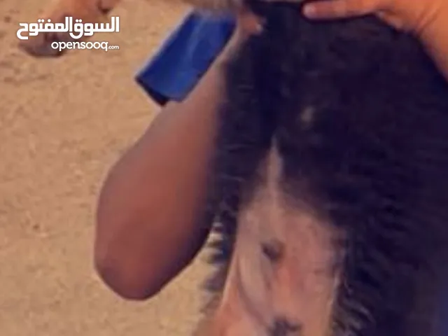جرو جيرمن شيبرد للبيع
