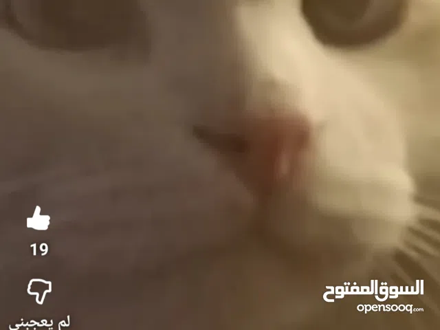 قط شيرازي تركي أصلي